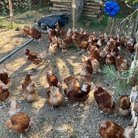 Agroturystyka Chicken House *