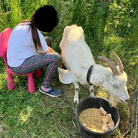 Agroturystyka Chicken House Zaleze (Kartuzy)