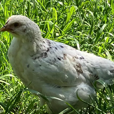 Agroturystyka Chicken House Prázdninový dům *